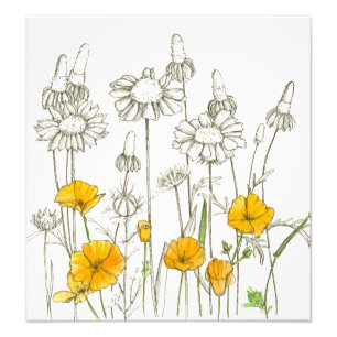 Foto Naranja California Poppy Flowers Plant Sketch