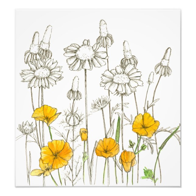 Foto Naranja California Poppy Flowers Plant Sketch (Frente)