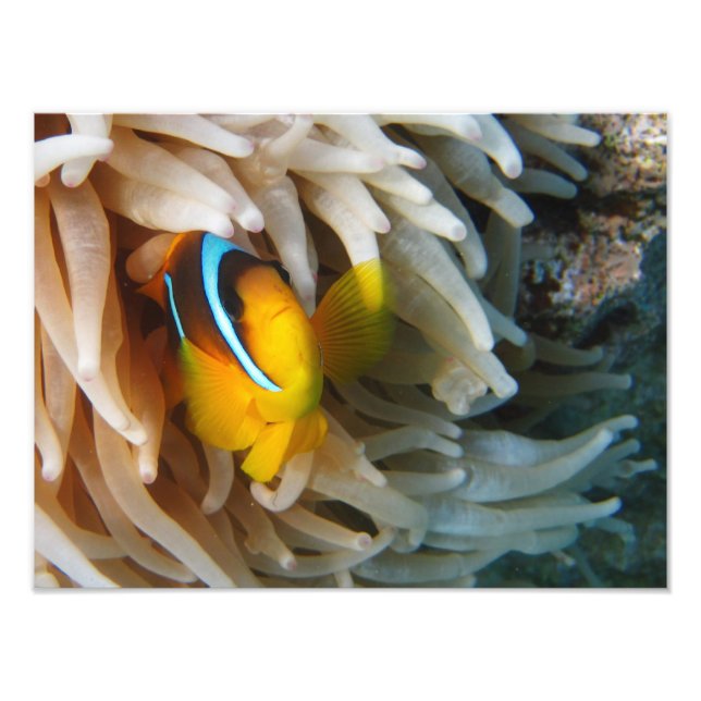 Foto Naranja Clown Fish (Frente)