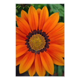 Foto Naranja Gazania African Daisies Summer Flower