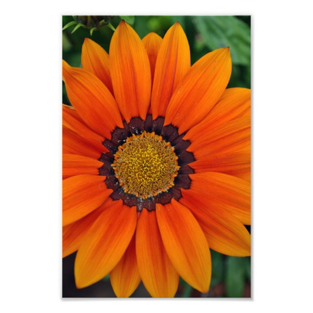 Foto Naranja Gazania African Daisies Summer Flower (Frente)