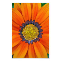 Naranja Gazania African Daisies Summer Flower