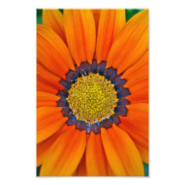 Foto Naranja Gazania African Daisies Summer Flower