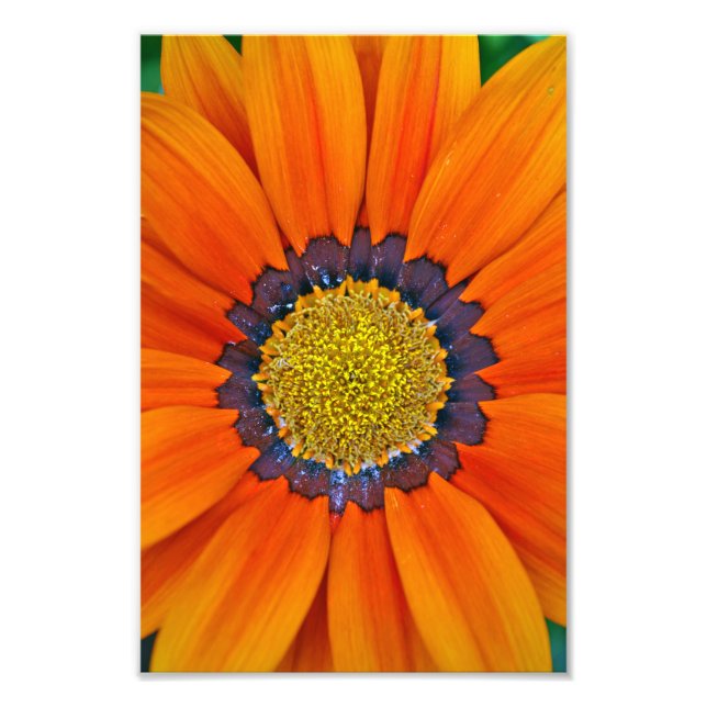 Foto Naranja Gazania African Daisies Summer Flower (Frente)