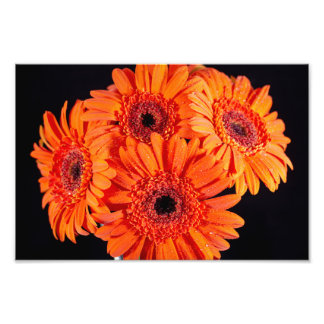 Foto Naranja Gerber Daisies