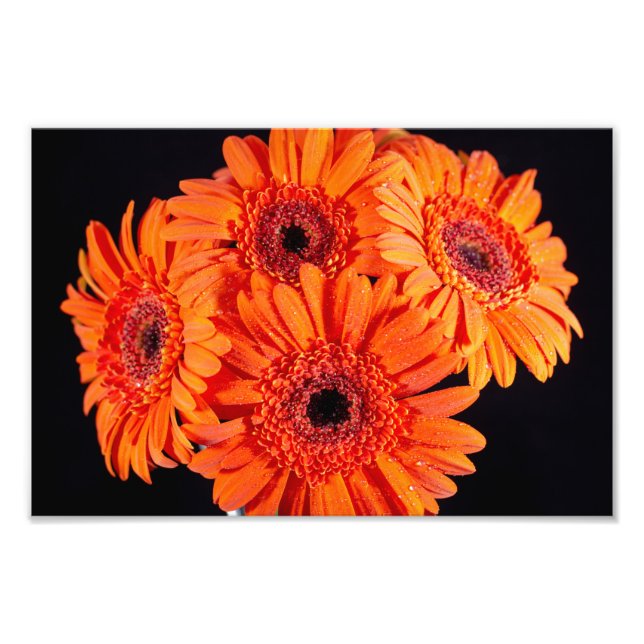 Foto Naranja Gerber Daisies (Frente)