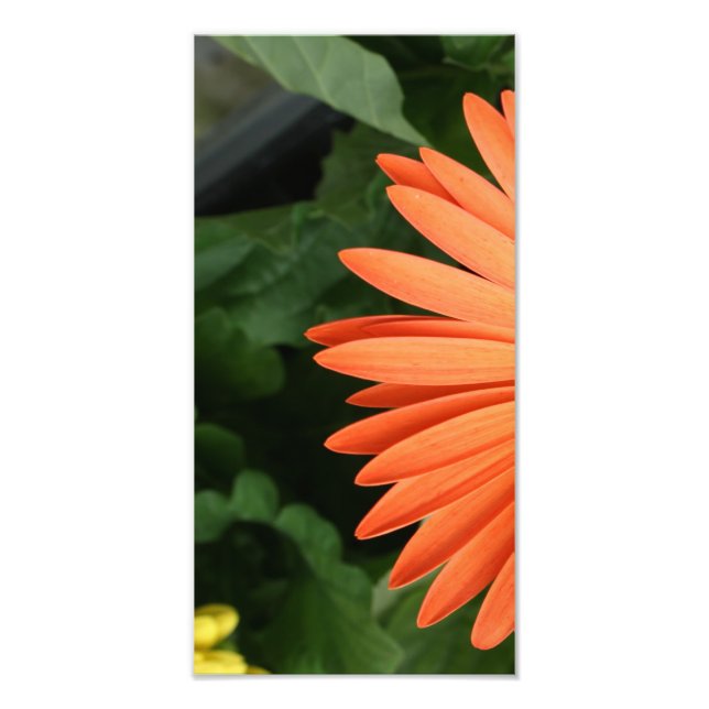 Foto naranja gerbera daisy (1 de 3) (Frente)