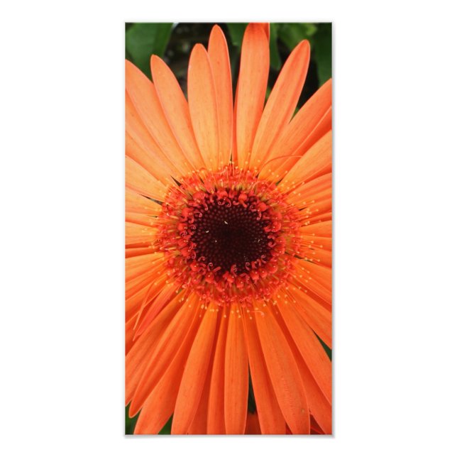 Foto naranja gerbera daisy (2 de 3) (Frente)