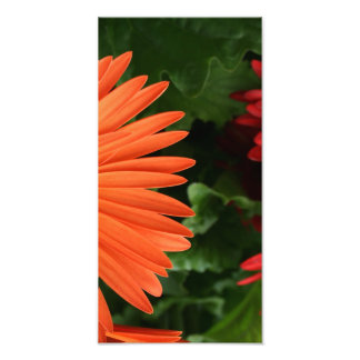 Foto naranja gerbera daisy (3 de 3)
