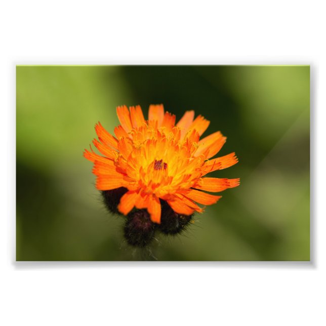 Foto Naranja Hawkweed (Frente)
