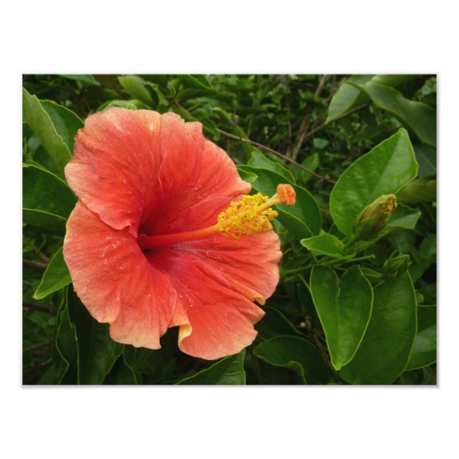 Foto Naranja Hibiscus Flower Tropical Floral (Frente)