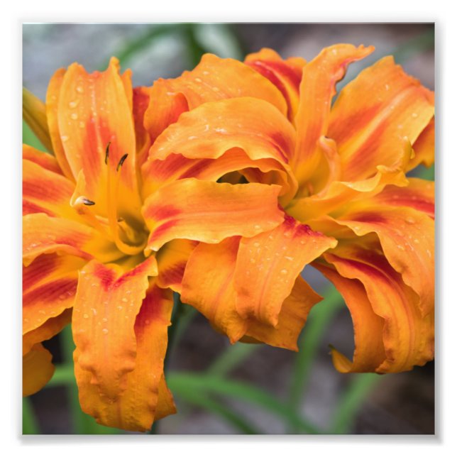 Foto Naranja Lilies (Frente)
