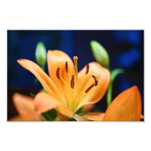 Foto Naranja Lilly Flower Blossom