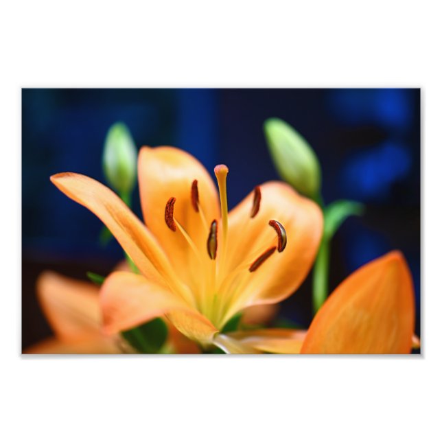 Foto Naranja Lilly Flower Blossom (Frente)