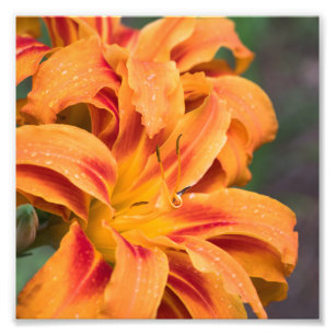 Foto Naranja Lily Flower
