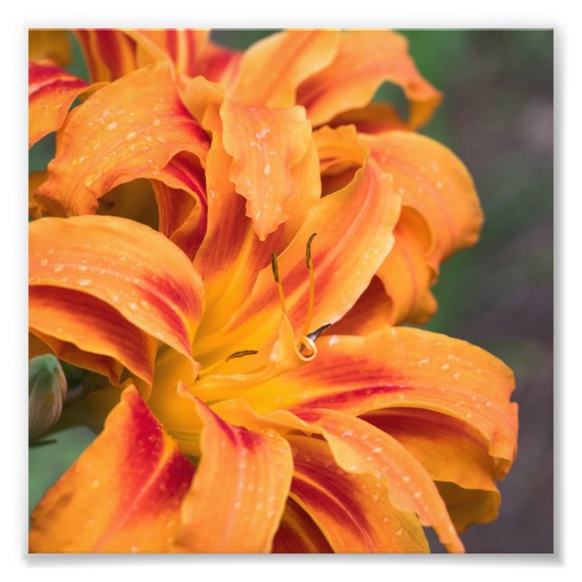 Foto Naranja Lily Flower (Frente)