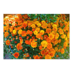 Foto Naranja Margarita Daisy Flower Photo Print