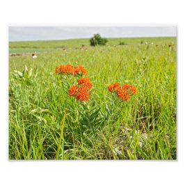Foto Naranja Mariposa Weed, Kansas