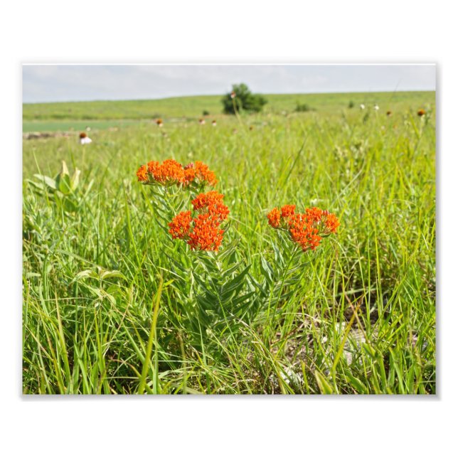 Foto Naranja Mariposa Weed, Kansas (Frente)
