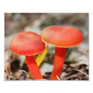 Foto Naranja Mushroom Pair Nature