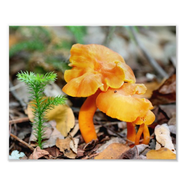 Foto Naranja pálido champiñones salvajes 10x8 Naturalez (Frente)