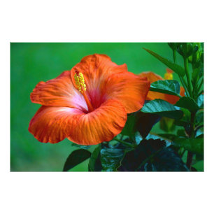 Foto Naranja, Poster espléndido