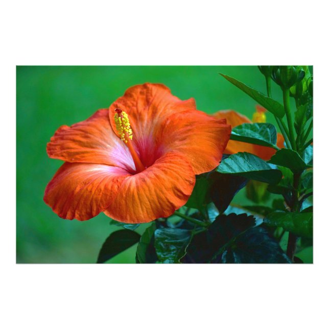 Foto Naranja, Poster espléndido (Frente)