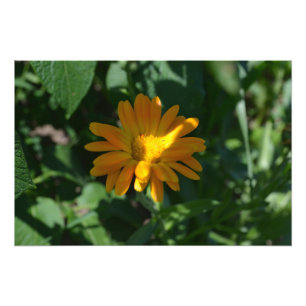 Foto Naranja Pot Marigold Flower Personalizada