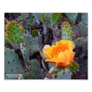 Foto Naranja Pricky Pear Cactus Flor Flor