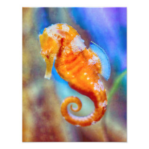 Foto Naranja Seahorse deleite