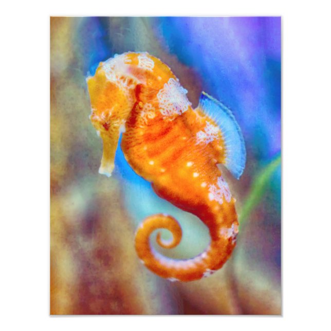 Foto Naranja Seahorse deleite (Frente)