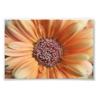 Foto Naranja Sherbet Daisy