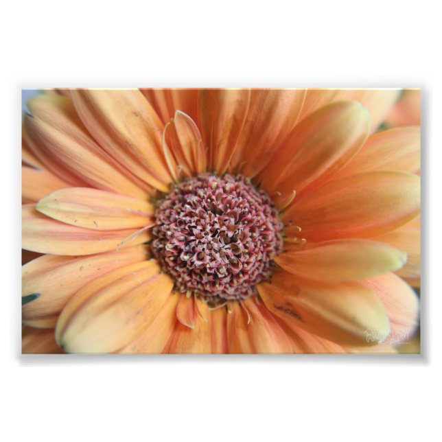 Foto Naranja Sherbet Daisy (Frente)