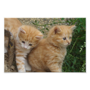 Foto Naranja Tabby Siblings