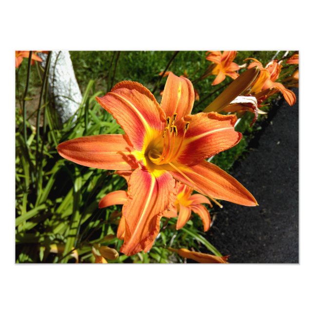 Foto Naranja Tiger Lilies (Frente)