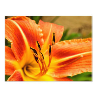 Foto Naranja Tiger Lily