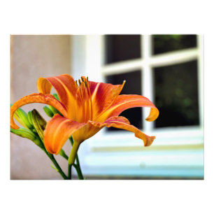 Foto Naranja Tiger Lily