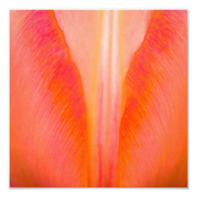 Foto Naranja Tulip (Frente)