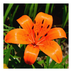 Foto Naranja vibrante Lily Flower asiática