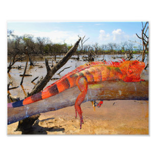 Foto Naranja y lagarto negro en Margarita