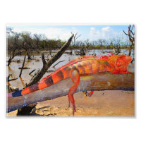 Naranja y lagarto negro en Margarita