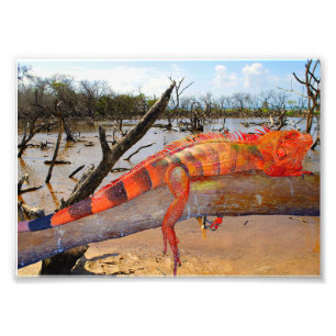 Foto Naranja y lagarto negro en Margarita