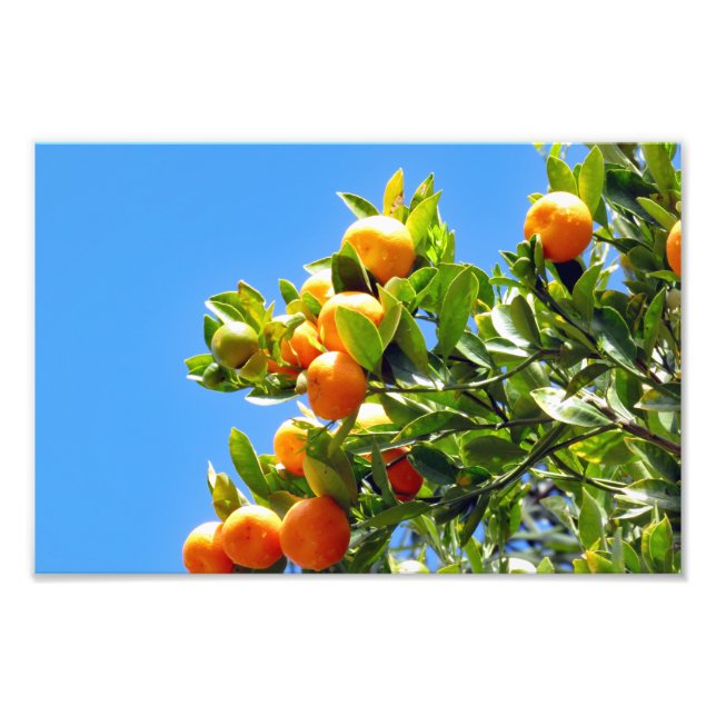 Foto Naranjas (Frente)
