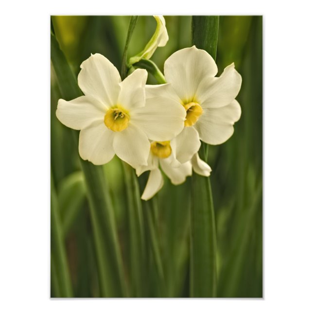 Foto Narciso de Primavera Blanca, fotografía floral (Frente)