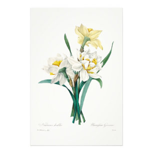 Foto Narciso doble, Pierre-Joseph Redouté, 1827