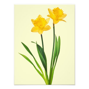 Foto Narcisos amarillos de la primavera - plantilla del