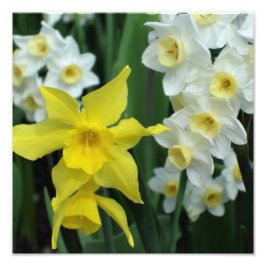 Foto Narcisos de 12"x12"