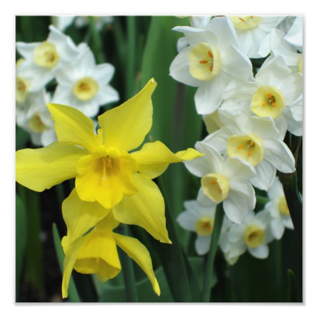 Foto Narcisos de 12"x12" (Frente)