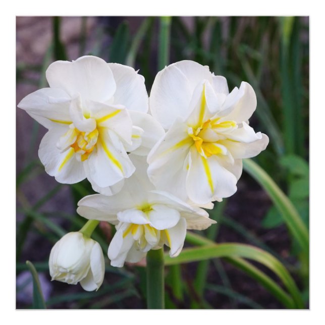 Foto Narcisos en miniatura de 24"x24" (Frente)