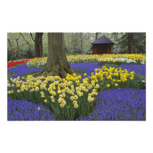 Foto Narcisos, jacintos de uva y jardín de tulipanes,